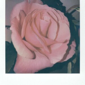 Flowers, 2025 No.02