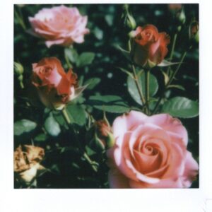 Roses, 2025